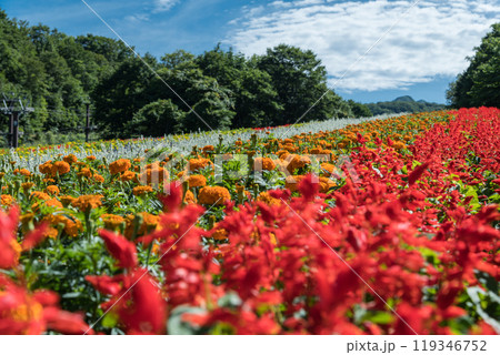 【花畑】 119346752