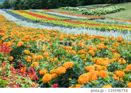 【花畑】 【花畑】 119346758