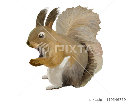 エゾリス 119346759