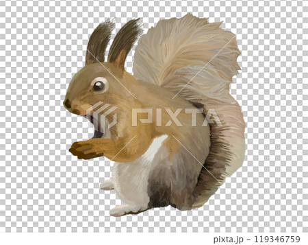 エゾリス 119346759