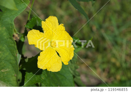 ヘチマの雄花 ヘチマの雄花 119346855