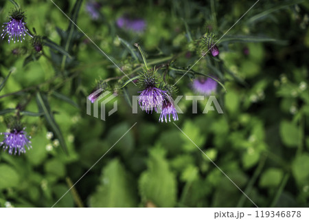 秋の花、紫色のポンポンアザミ 119346878