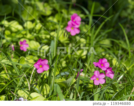 野原に咲くイモカタバミの花 119346880