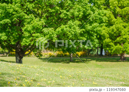 新緑の公園 芝生 日陰 新緑の公園 芝生 日陰 119347080