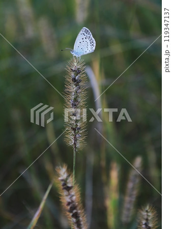 チカラシバとちょうちょ 119347137