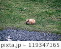 アイスランドにいた野うさぎ 119347165
