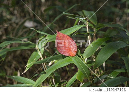 木漏れ日を浴びて輝く笹の上に落ちた紅葉した葉 119347168