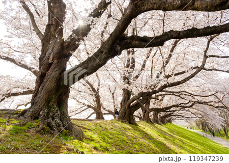 背割堤の満開の桜並木 京都府 背割堤の満開の桜並木 京都府 119347239