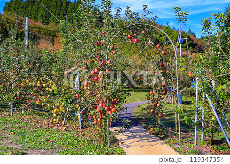 りんごのガーデン 119347354