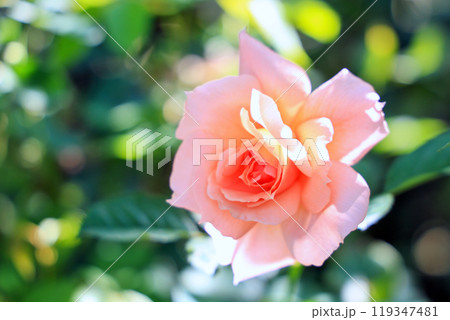 美しいピンクのバラ 美しいピンクのバラ 119347481