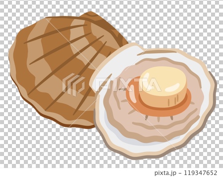 Scallop illustration 119347652