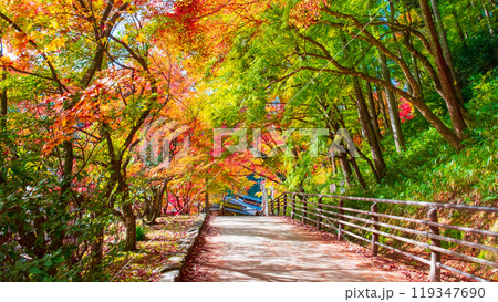 香嵐渓（秋） 119347690