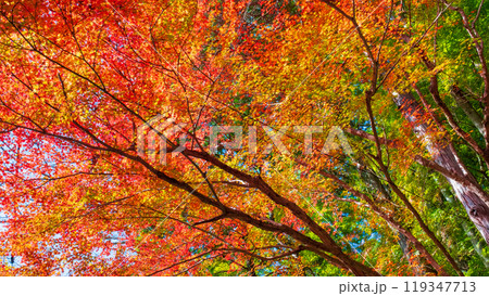 香嵐渓の紅葉 香嵐渓の紅葉 119347713
