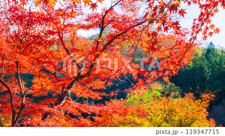 香嵐渓の紅葉 香嵐渓の紅葉 119347715