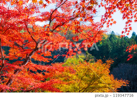 香嵐渓の紅葉 119347716