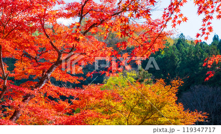香嵐渓の紅葉 119347717