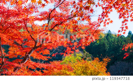 香嵐渓の紅葉 119347718