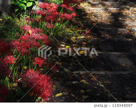 道端に咲く彼岸花 119348097