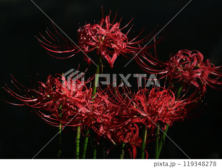 黒バックに浮き上がる彼岸花 119348278
