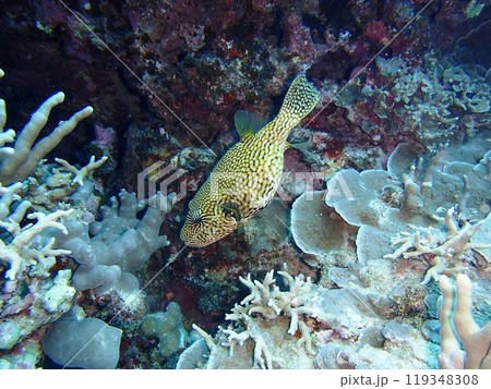 ケショウフグ ケショウフグ 119348308