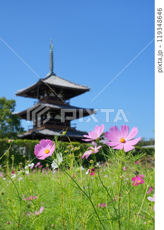 法起寺の三重塔とコスモスと青空【10月】縦構図 119348646