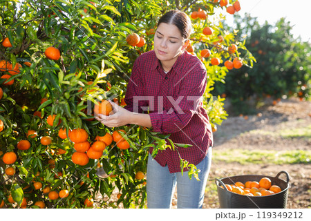 Hardworking farmer girl plucks ripe tangerines 119349212