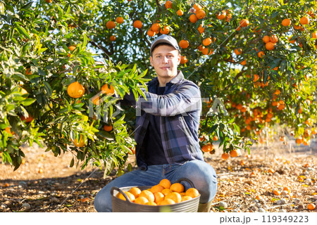 Portrait of man farmer during harvesting of tangerines at farm plantation 119349223