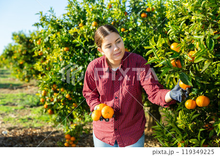 Concentrated farmer girl plucks tangerines from a tree 119349225