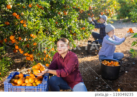 Positive busy young woman farmer worker harvesting local ripe tangerines in garden during sunny day Positive busy young woman farmer worker harvesting local ripe tangerines in garden during sunny day 119349235