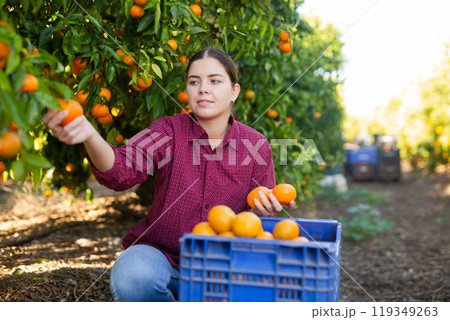 Hardworking farmer girl plucks ripe tangerines Hardworking farmer girl plucks ripe tangerines 119349263