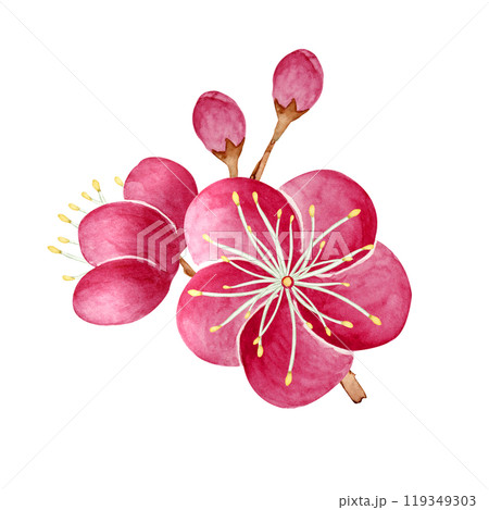 紅梅 花 挿絵 水彩 イラスト 紅梅 花 挿絵 水彩 イラスト 119349303