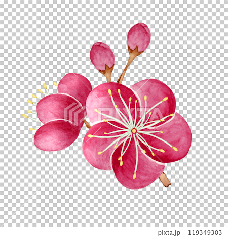 紅梅 花 挿絵 水彩 イラスト 紅梅 花 挿絵 水彩 イラスト 119349303
