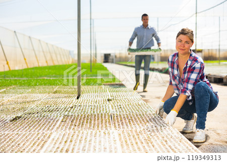 Woman worker holding and installing box with earth and seeds at hydroponic vegetable cultivation farm 119349313