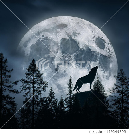 Wolf, gray wolf, pack life, wild animal, predator, howl at night, wolf howl, hunting, animal kingdom, wolf alpha, beta wolf, wolf pack, lone wolf, carnivore, wolf instinct, night hunter, wolves and hu 119349806