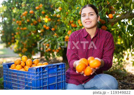 Portrait of female workers picking mandarins in box on farm Portrait of female workers picking mandarins in box on farm 119349822