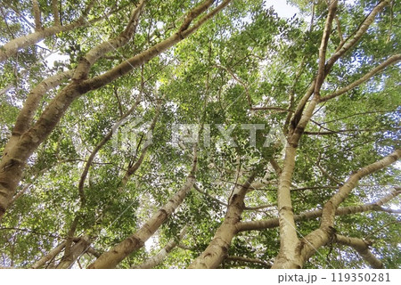 Landscape the big tree Landscape the big tree 119350281