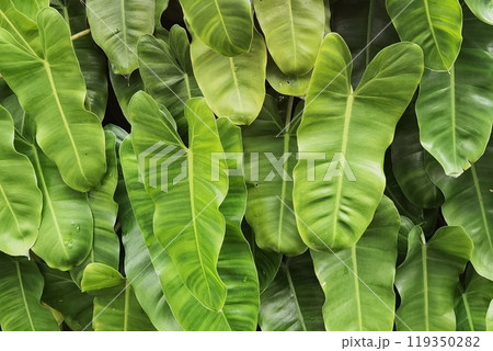 close up of tree with green leaf  119350282