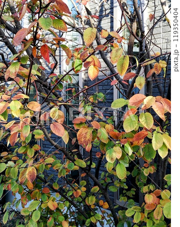 ジューンベリーの紅葉 119350404