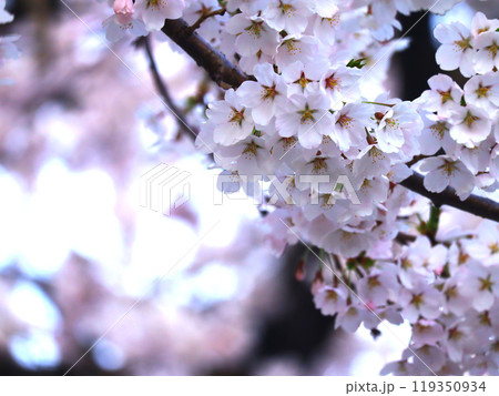満開の桜 満開の桜 119350934