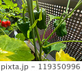 ピーマンとトマトの栽培家庭菜園 119350996