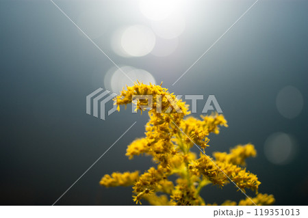 信濃川・やすらぎ堤の背高泡立草(せいたかあわだちそう) 119351013