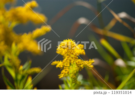 信濃川・やすらぎ堤の背高泡立草(せいたかあわだちそう) 119351014