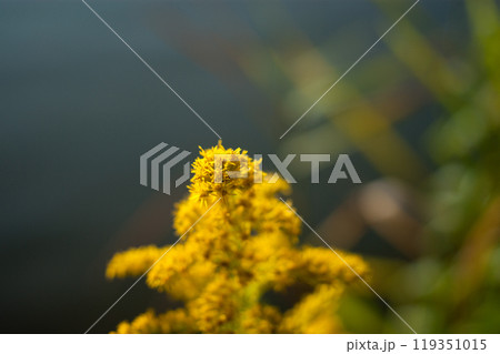 信濃川・やすらぎ堤の背高泡立草(せいたかあわだちそう) 119351015