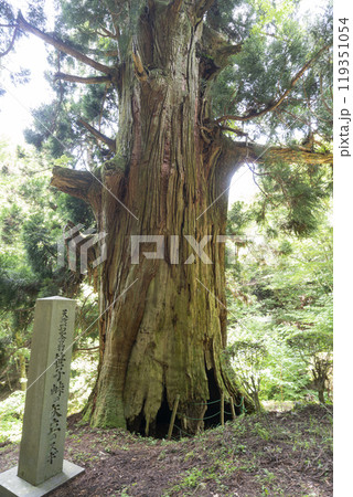 山梨県大月市にある矢立の杉 119351054