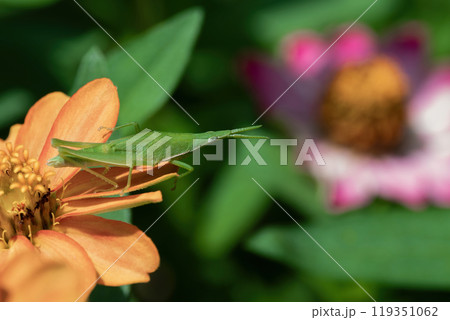 オレンジ色のヒャクニチソウの花びらに乗る緑色のオンブバッタ 119351062
