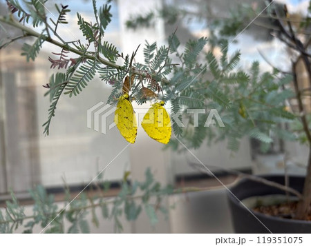 秋の早朝ミモザの植木に羽化した黄色い蝶 119351075