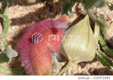 犀角・多肉植物の花と蕾 犀角・多肉植物の花と蕾 119351093