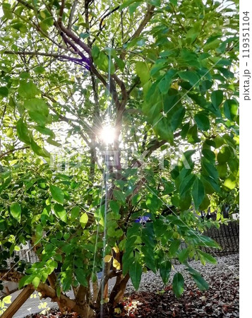 島トネリコ 119351104