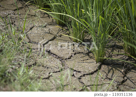 水抜きされた水田 水抜きされた水田 119351136