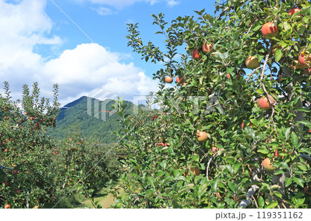 (秋の安曇野　北アルプス山麓のリンゴ園 119351162